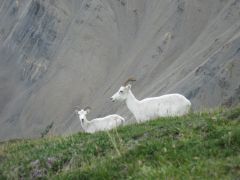 Dall Sheep