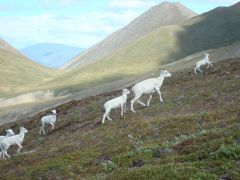 Sheep Mountain