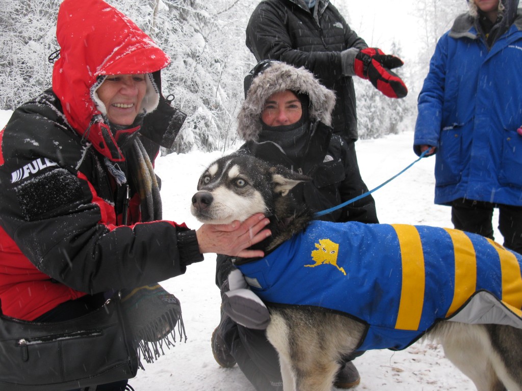 Meet the Huskies - Wilderness Yukon